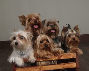 yorkie history